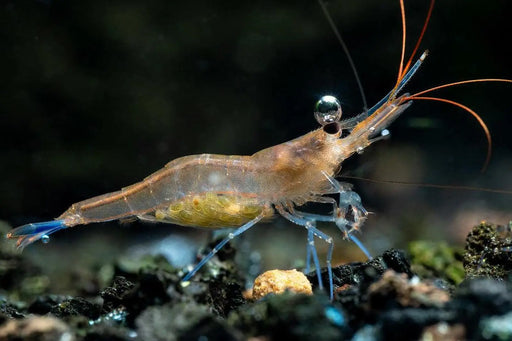 Sulawesi blue leg shrimp - livestock