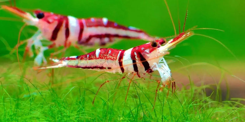 Celebes Beauty Shrimp
