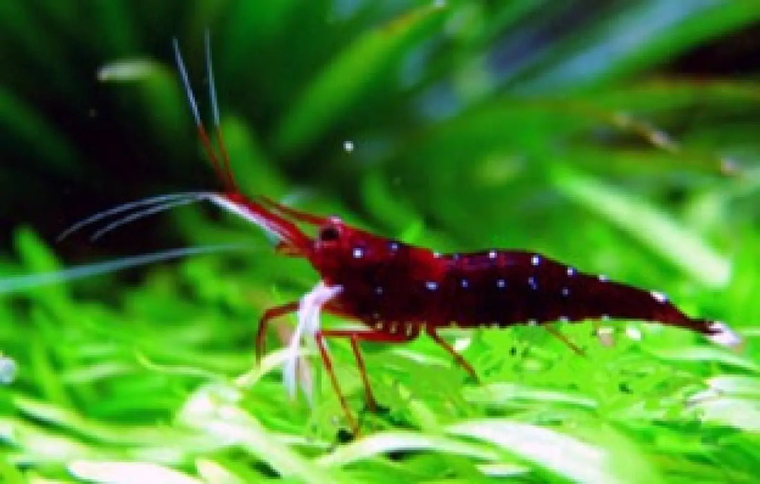 Sulawesi white sock shrimp - livestock