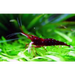 Sulawesi white sock shrimp - livestock