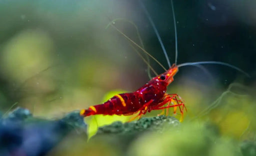 Sulawesi yellow cheek shrimp - livestock