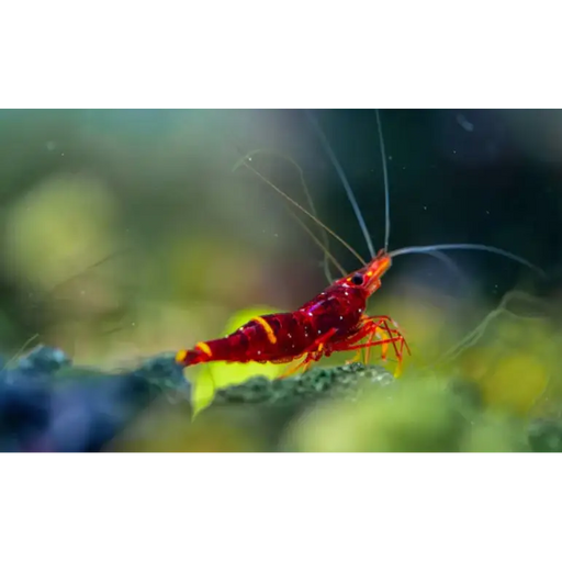 Sulawesi yellow cheek shrimp - livestock