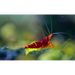 Sulawesi yellow cheek shrimp - livestock