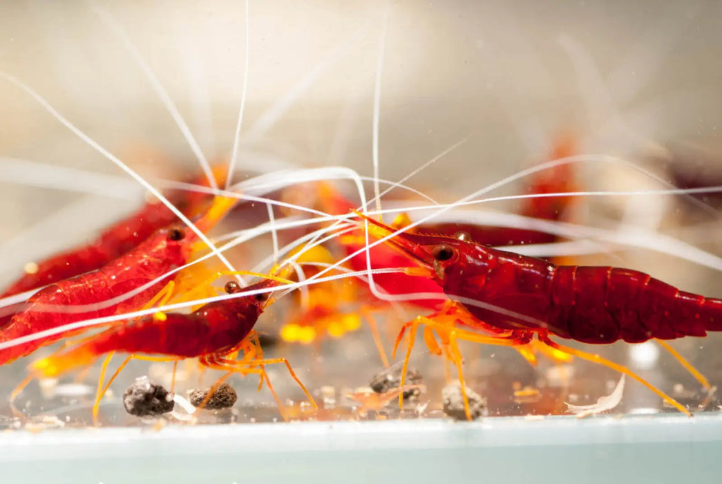 Sulawesi yellow nose shrimp - livestock