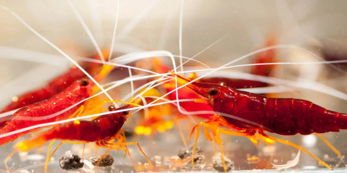 Caridina spinata - Sulawesi Yellow Nose