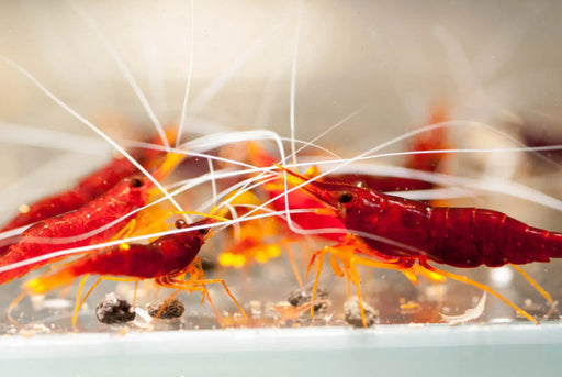 Sulawesi yellow nose shrimp - livestock