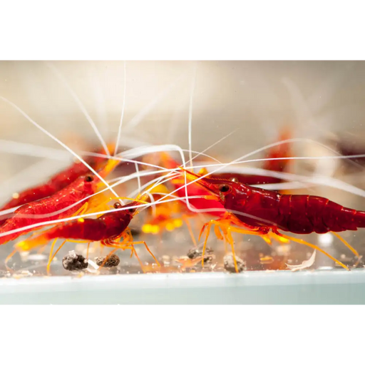 Sulawesi yellow nose shrimp - livestock
