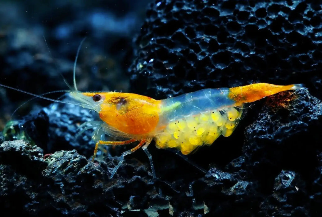 Sunkist rili shrimp - livestock