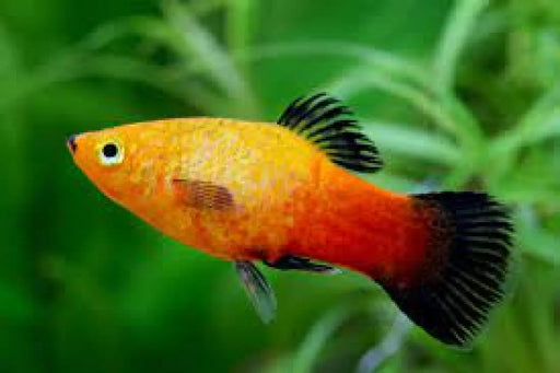 Sunset wagtail platy - livestock