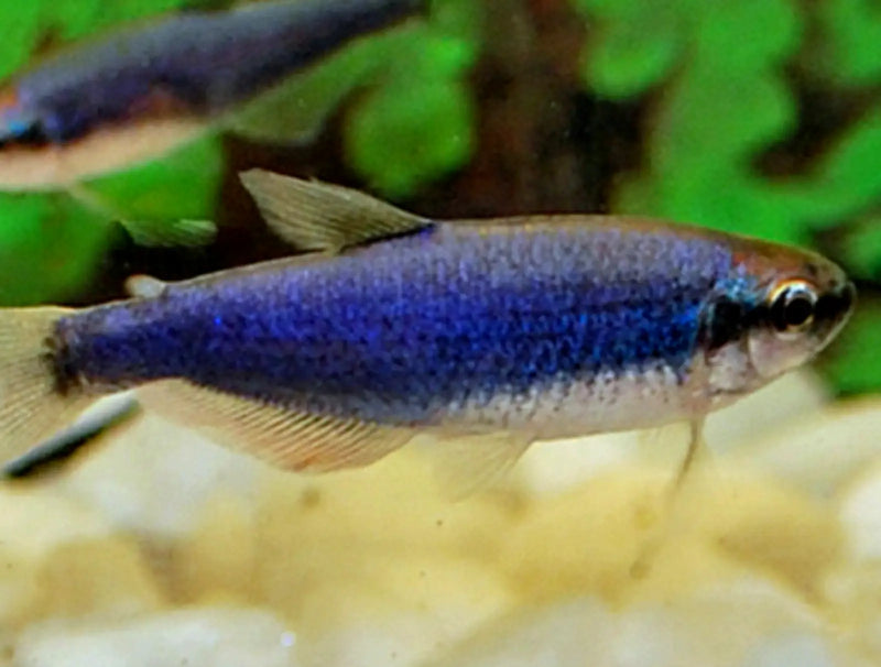 Super blue kerri tetra - 1 fish - livestock
