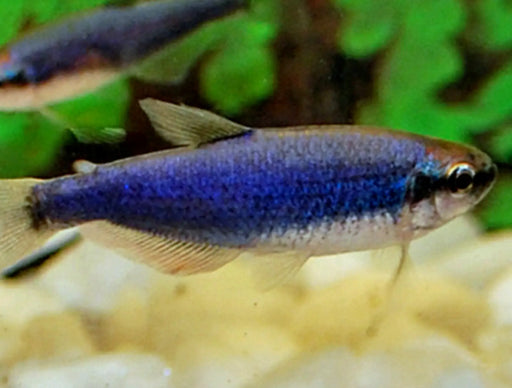 Super blue kerri tetra - 1 fish - livestock