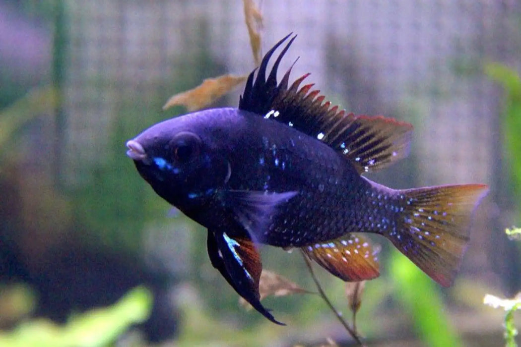 Super darknight ram - livestock