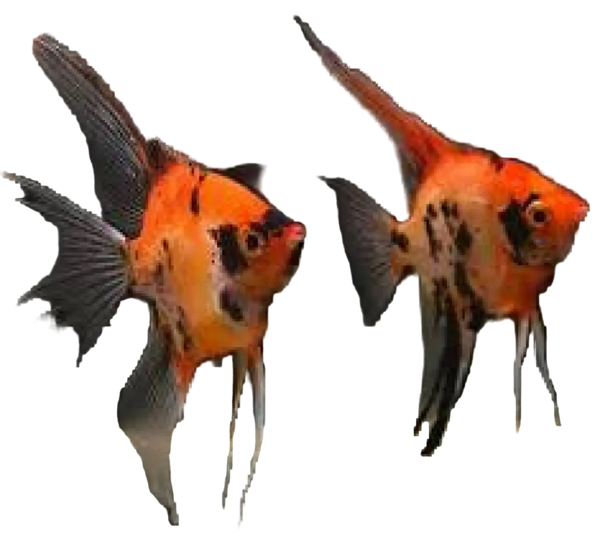 Big Red Devil Fish