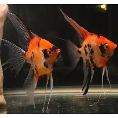 Super red devil longfin angelfish - livestock