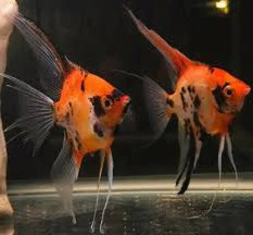 Super Red Devil Longfin Angelfish - Topick Aquarium