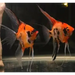 Super red devil longfin angelfish - livestock