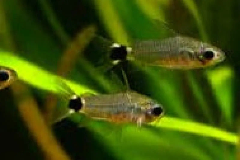 Tail-spot pygmy cory - animals & pet supplies