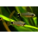 Tail-spot pygmy cory - animals & pet supplies