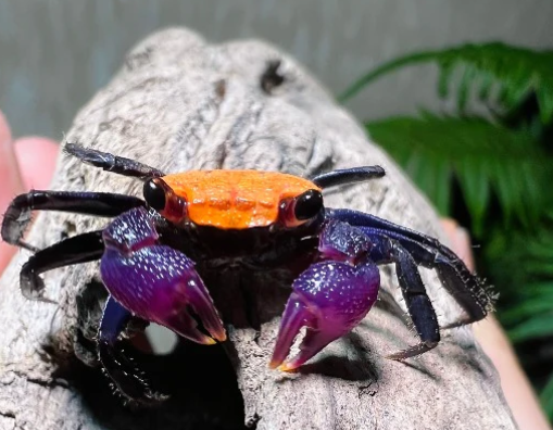 Violet Vampire Crab
