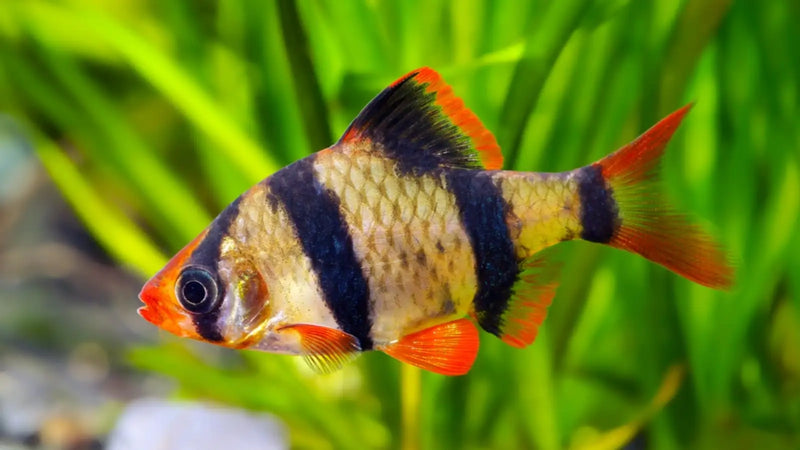 Tiger Barb - Topick Aquarium Canada