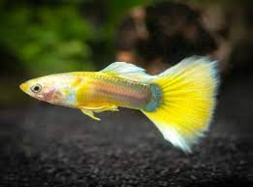 Tuxedo yellow guppy - livestock