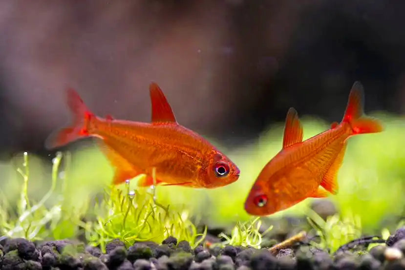 Two orange fish.