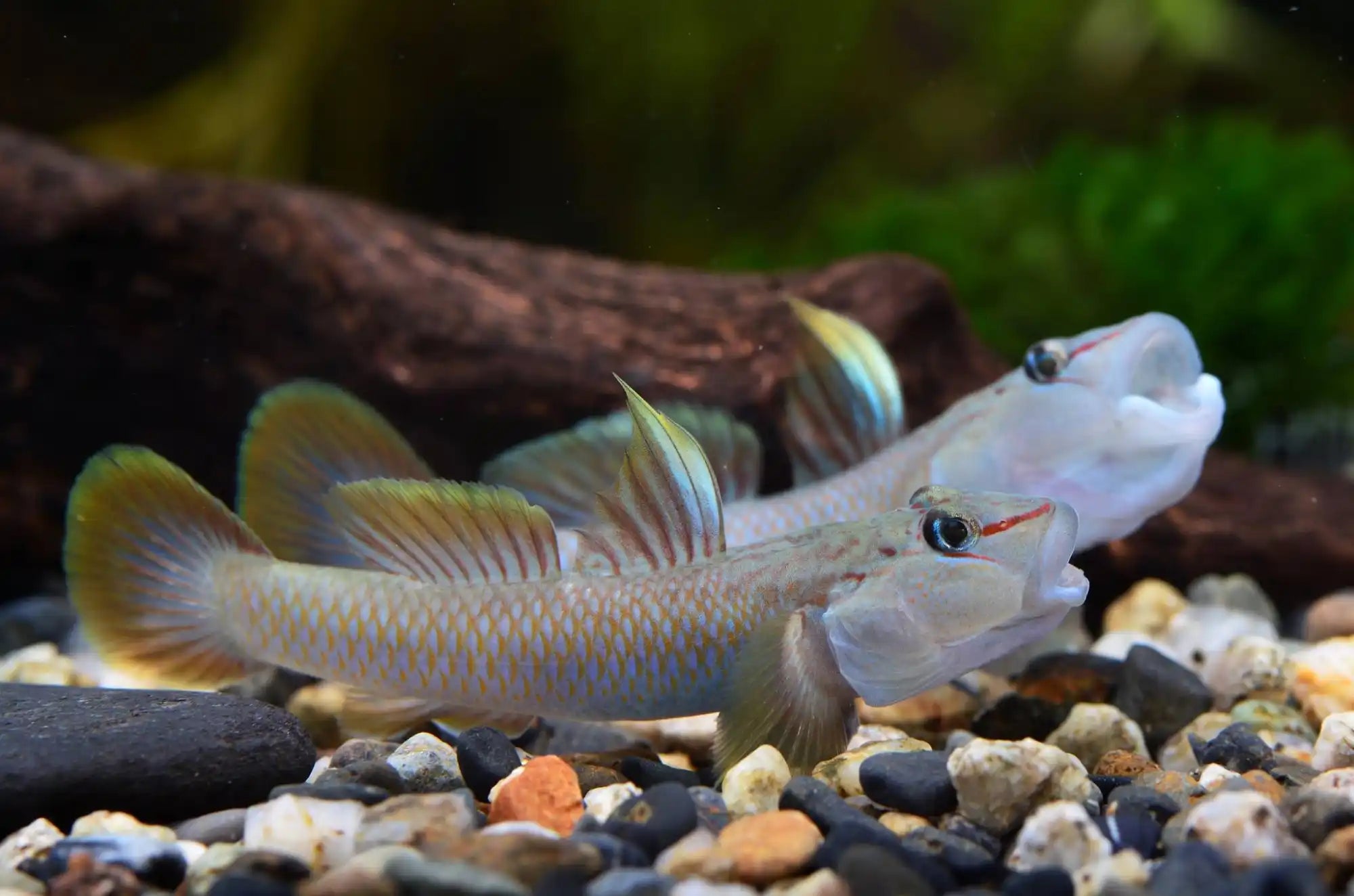 Two pale goby fish.