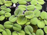 Various floating plants
