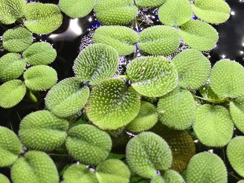 Various floating plants
