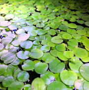 Various floating plants - amazon frogbit (2-4 plants)