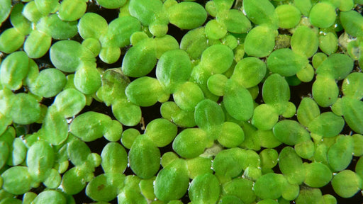 Various floating plants - duckweed (3x3 inch)