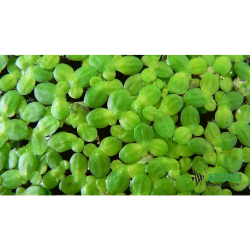 Various floating plants - duckweed (3x3 inch)