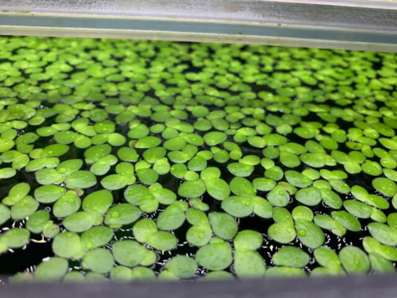 Various floating plants - giant duckween (3x3 inch)