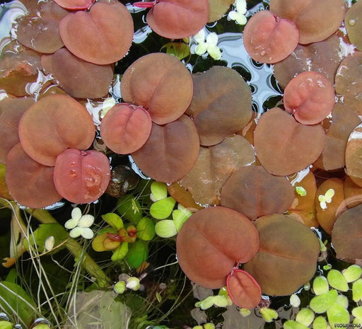 Various floating plants - red root floater (3x3 inch)