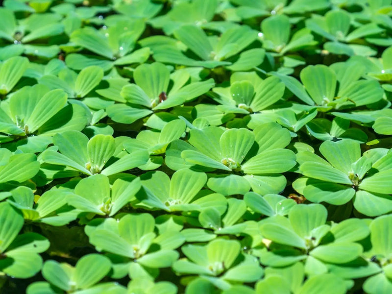 Various floating plants - water lettuce (2-4 plants)