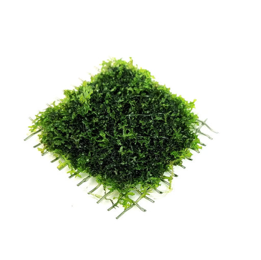 Various moss - coral moss(riccardia chamedryfolia) 4x4cm