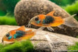 Venezuela orange corydoras - animals & pet supplies