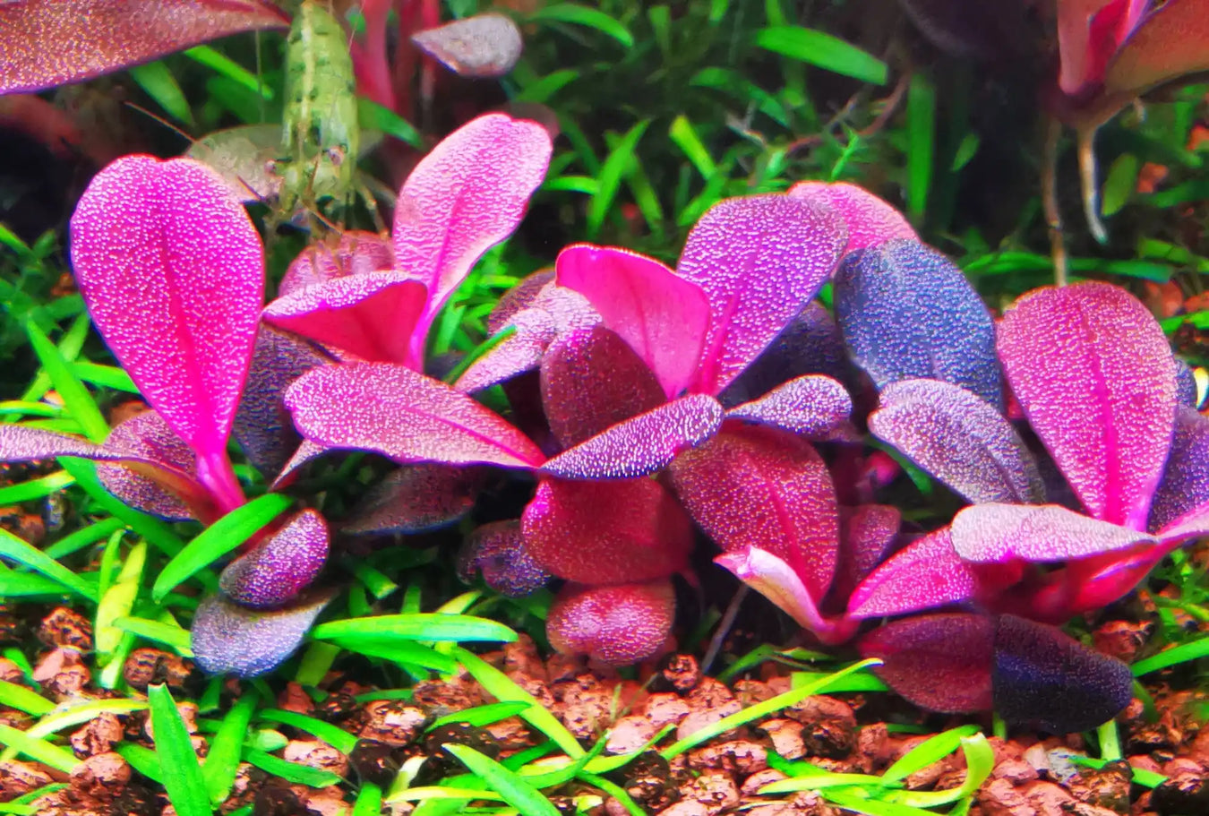 Vibrant pink and purple aquatic plant.