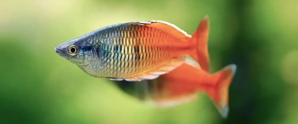 A vibrant rainbow fish with a sleek, iridescent body featuring shimmering orange and blue stripes along its fins and tail.