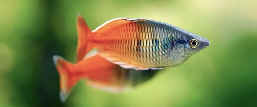 A vibrant rainbow fish with a sleek, iridescent body featuring shimmering orange and blue stripes along its fins and tail.