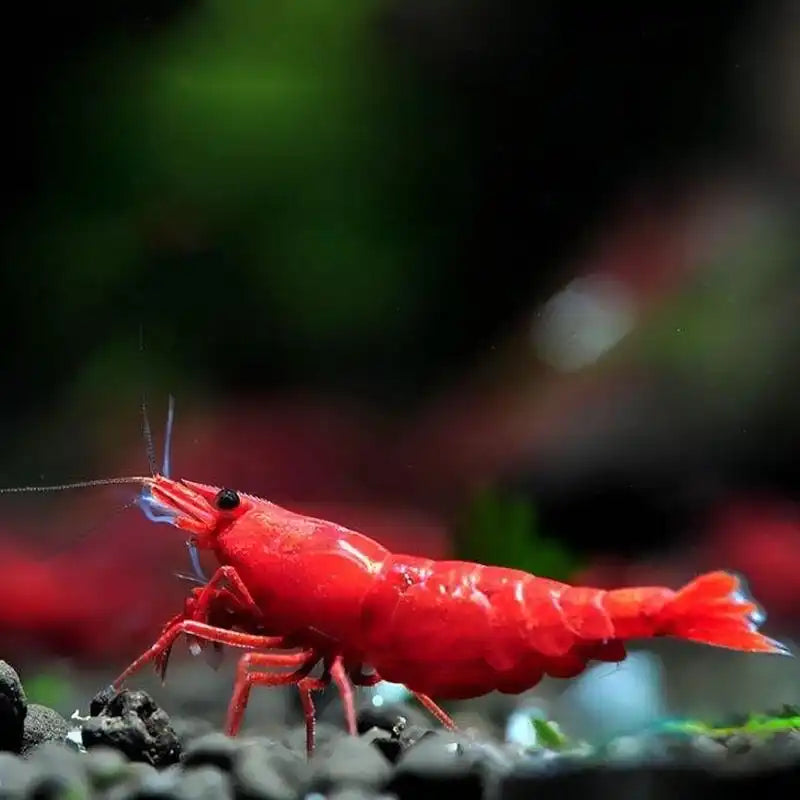 Vibrant red cherry shrimp.