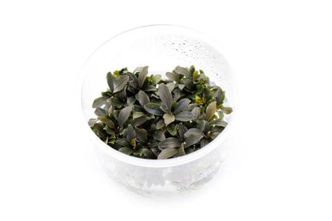 What is Bucephalandra? How to Choose Bucephalandra?