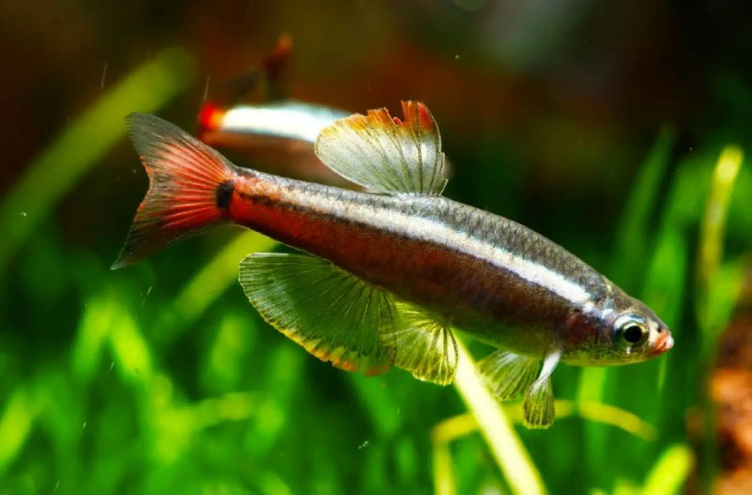 White cloud mountain minnow - livestock