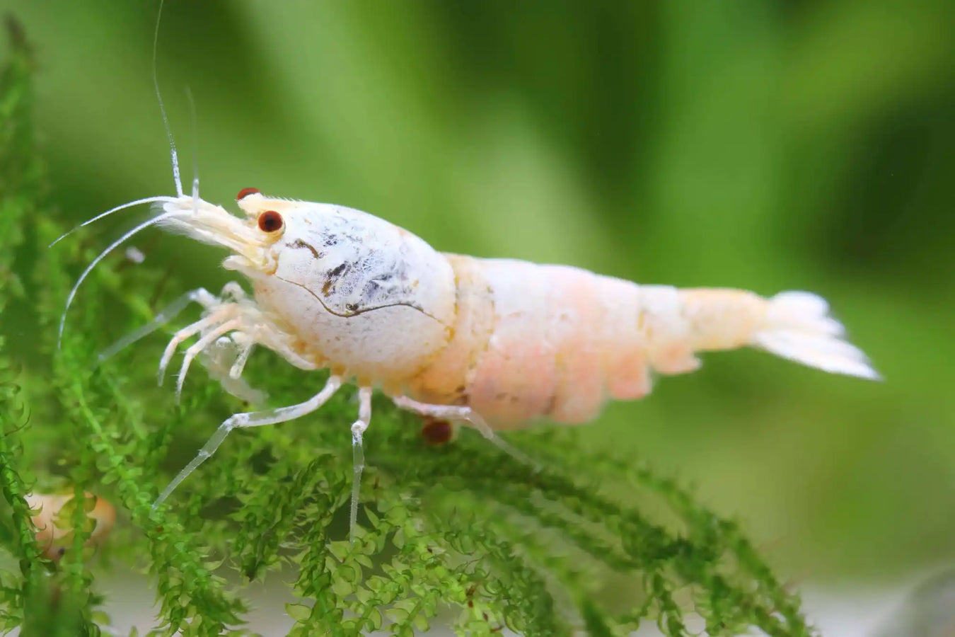 White and peach-colored shrimp.