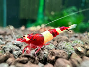 Wine red king kong shrimp - livestock