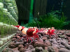 Wine red king kong shrimp - livestock