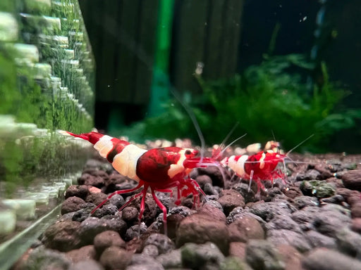 Wine red king kong shrimp - livestock