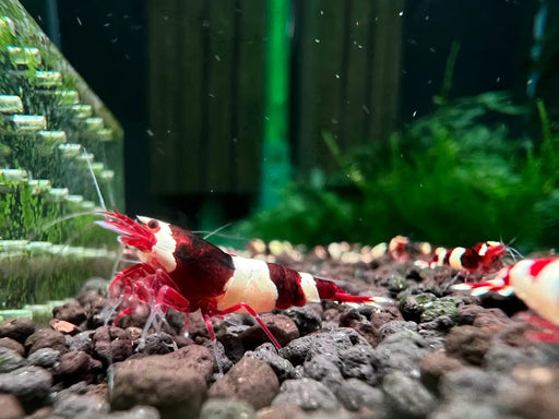 Wine red king kong shrimp - livestock