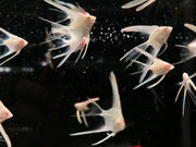 Yellow Albino Longfin Angelfish - Topick Aquarium