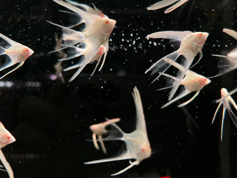 Yellow Albino Longfin Angelfish - Topick Aquarium